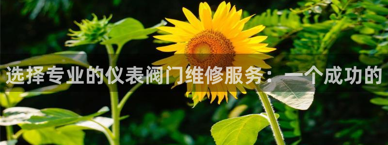 新宝GG专业团队